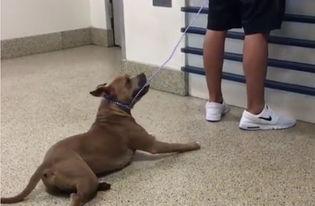 狗趴地搞笑,萌态百出引网友爆笑